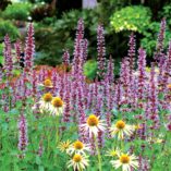 Agastache 'Summer Sky'