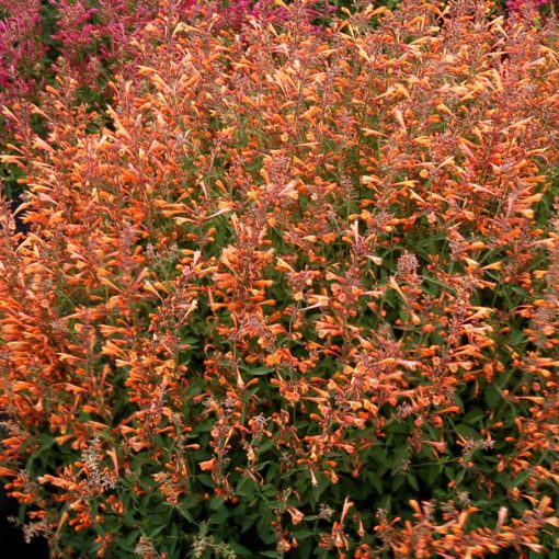 Agastache 'Summer Sunset'