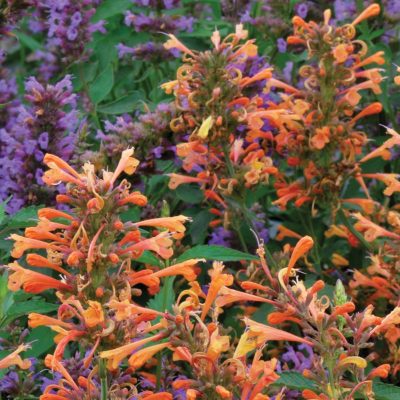 Agastache 'Summer Sunset'