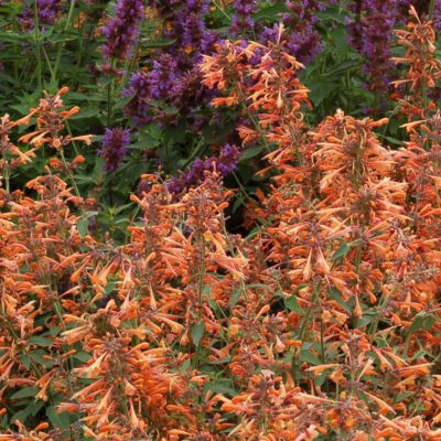 Agastache 'Summer Sunset'