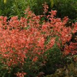 Agastache 'Summer Sunset'