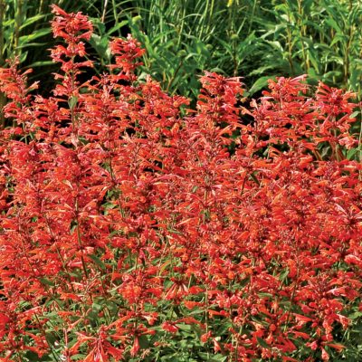 Agastache 'Summer Sunset'