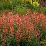 Agastache 'Summer Sunset'