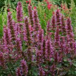 Agastache 'Violet Vision'