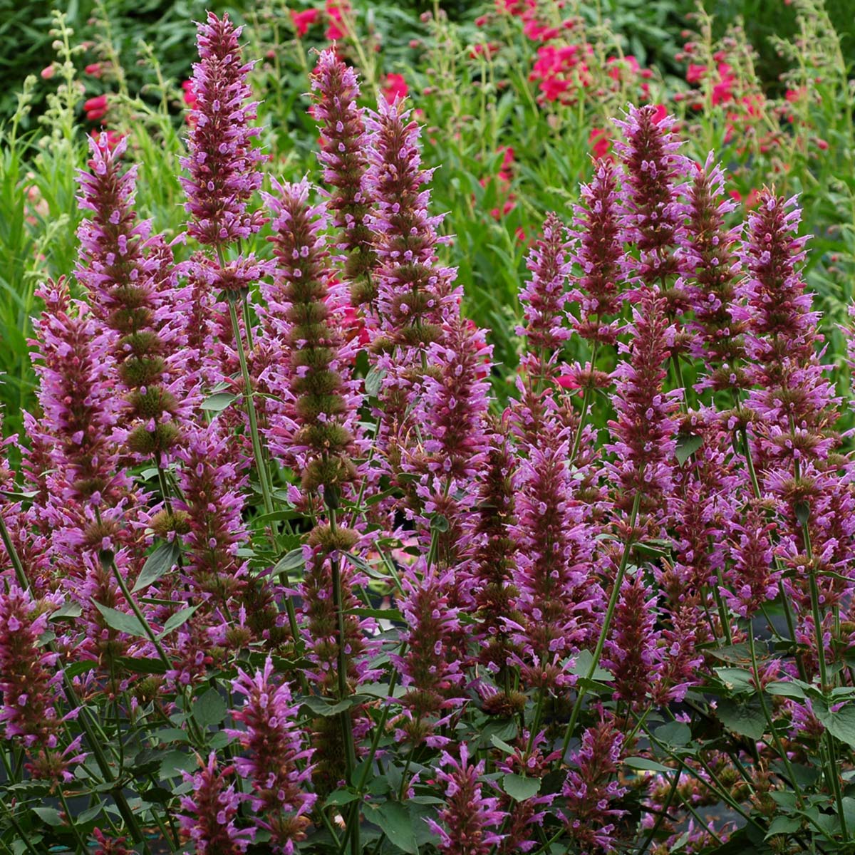 Agastache 'Violet Vision'