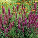 Agastache 'Violet Vision'