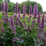 Agastache 'Violet Vision'