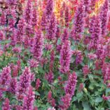 Agastache 'Violet Vision'