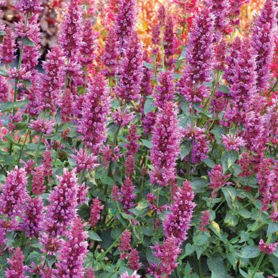 Agastache 'Violet Vision'