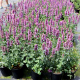 Agastache 'Violet Vision'