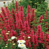 Agastache 'Raspberry Summer'