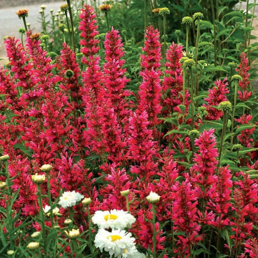 Agastache 'Raspberry Summer'