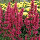 Agastache 'Raspberry Summer'