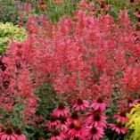 Agastache 'Raspberry Summer'