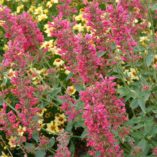 Agastache 'Raspberry Summer'