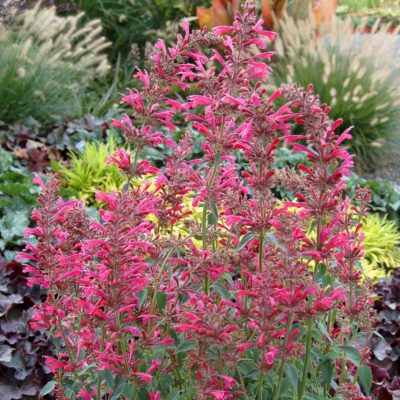 Agastache 'Raspberry Summer'