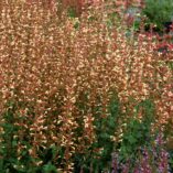 Agastache 'Summer Glow'