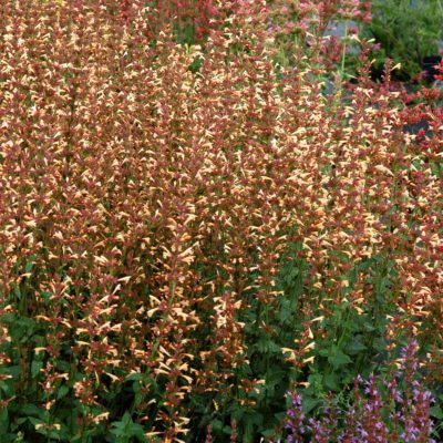 Agastache 'Summer Glow'