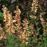 Agastache 'Summer Glow'