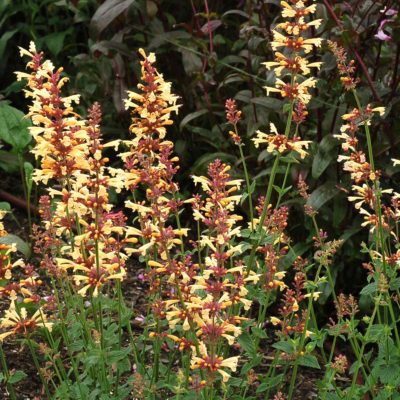 Agastache 'Summer Glow'