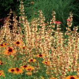 Agastache 'Summer Glow'