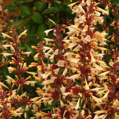 Agastache 'Summer Glow'