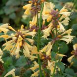 Agastache 'Summer Glow'