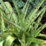 Agave 'Spot'