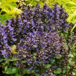 Ajuga 'Blueberry Muffin'