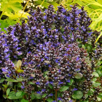 Ajuga 'Blueberry Muffin'