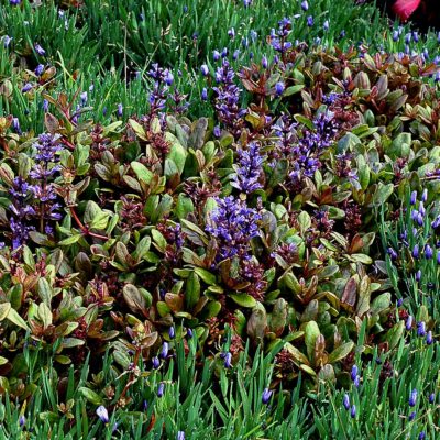 Ajuga 'Blueberry Muffin'