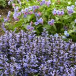 Ajuga 'Blueberry Muffin'