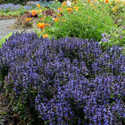 Ajuga 'Blueberry Muffin'