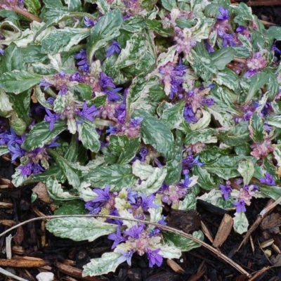 Ajuga 'Sparkler'