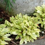 Ajuga 'Toffee Chip'