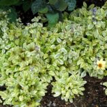 Ajuga 'Toffee Chip'