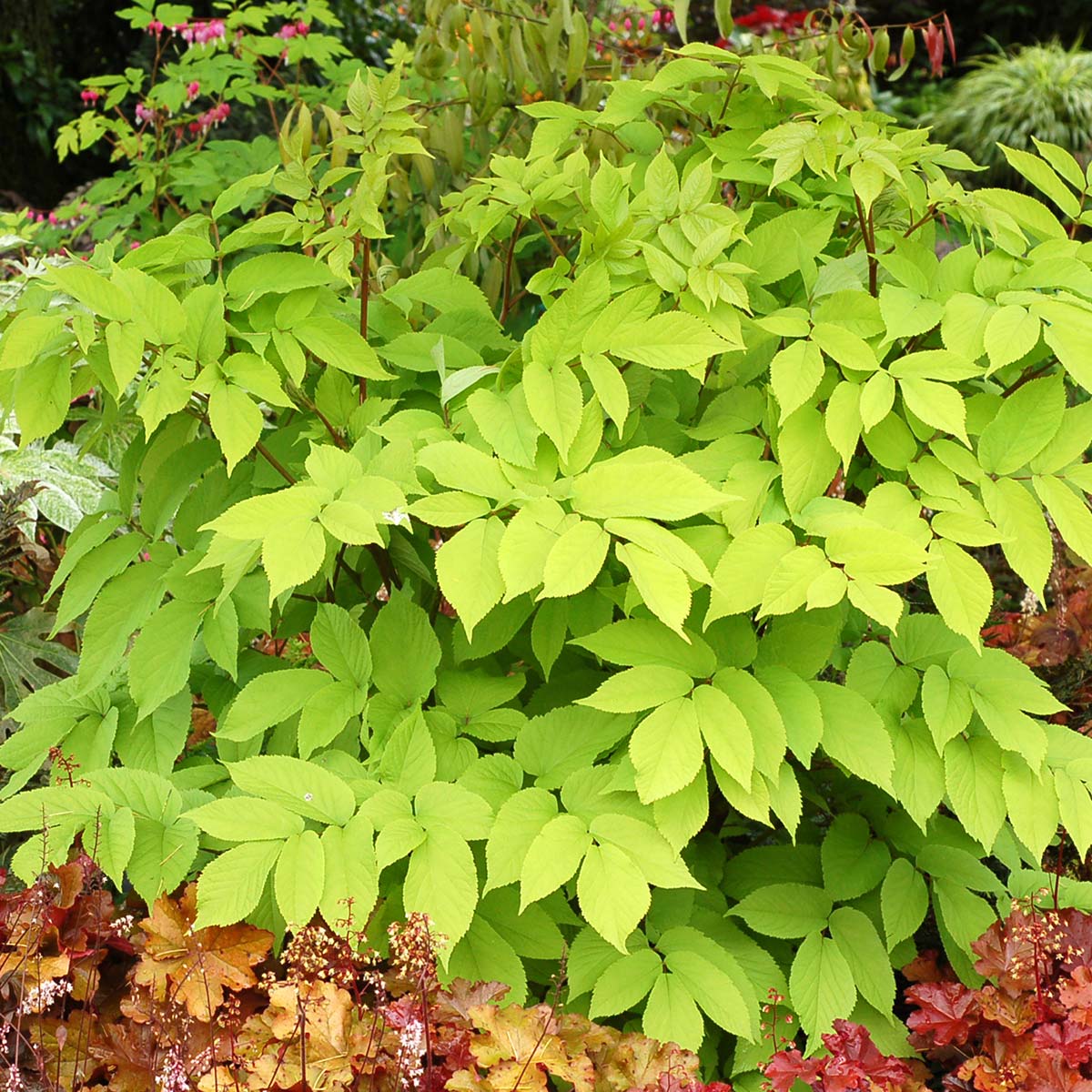 Aralia 'Sun King'