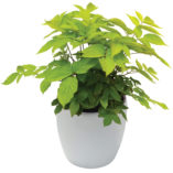 Aralia 'Sun King'