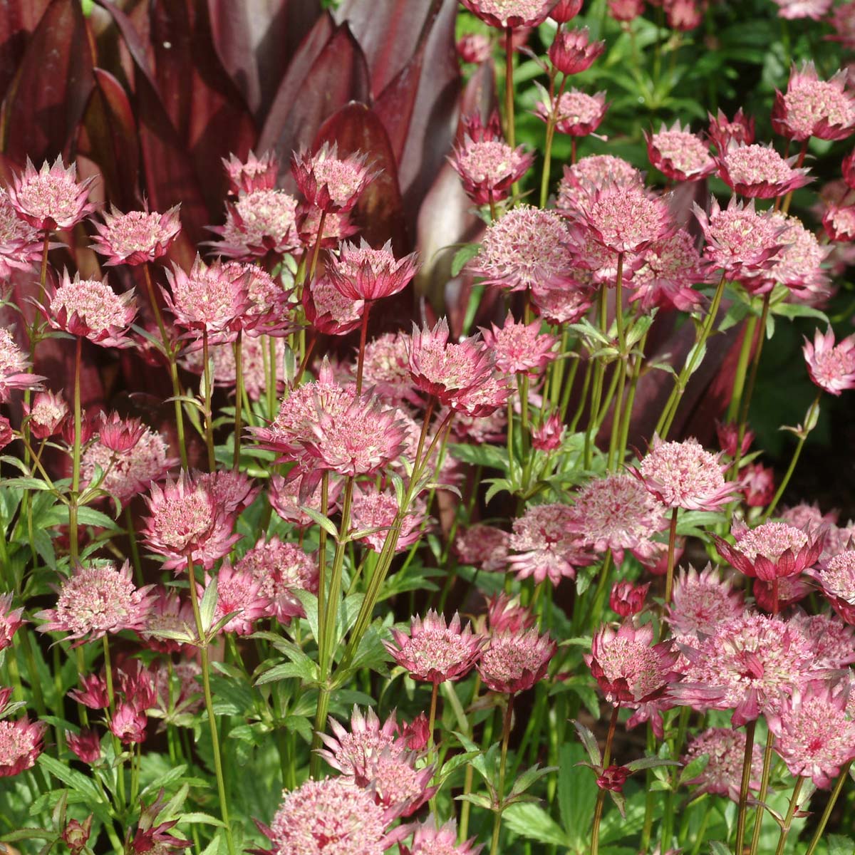 Astrantia 'Hadspen Blood'