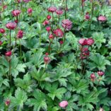 Astrantia 'Hadspen Blood'