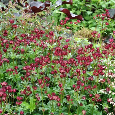 Astrantia 'Hadspen Blood'