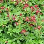 Astrantia 'Hadspen Blood'