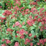 Astrantia 'Hadspen Blood'