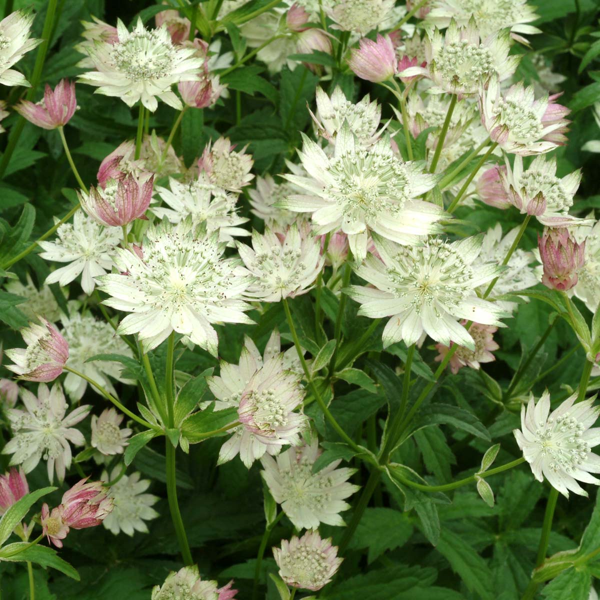 Astrantia 'Magnum Blush'