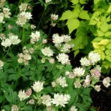 Astrantia 'Magnum Blush'