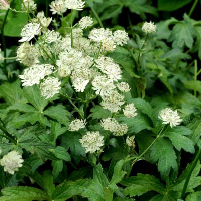 Astrantia 'Magnum Blush'