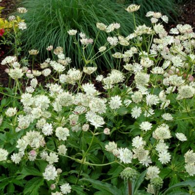 Astrantia 'Magnum Blush'