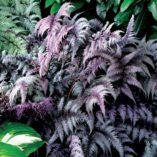 Athyrium 'Burgundy Lace'