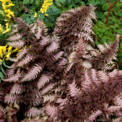 Athyrium 'Burgundy Lace'