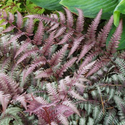 Athyrium 'Burgundy Lace'